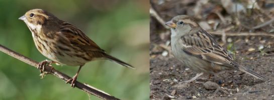 Comparison of female Common Reed Bunting (left) and female House Sparrow (right)